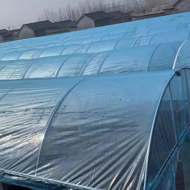 Grape Rain Shelter